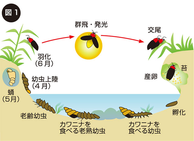 ホタルの一生の図