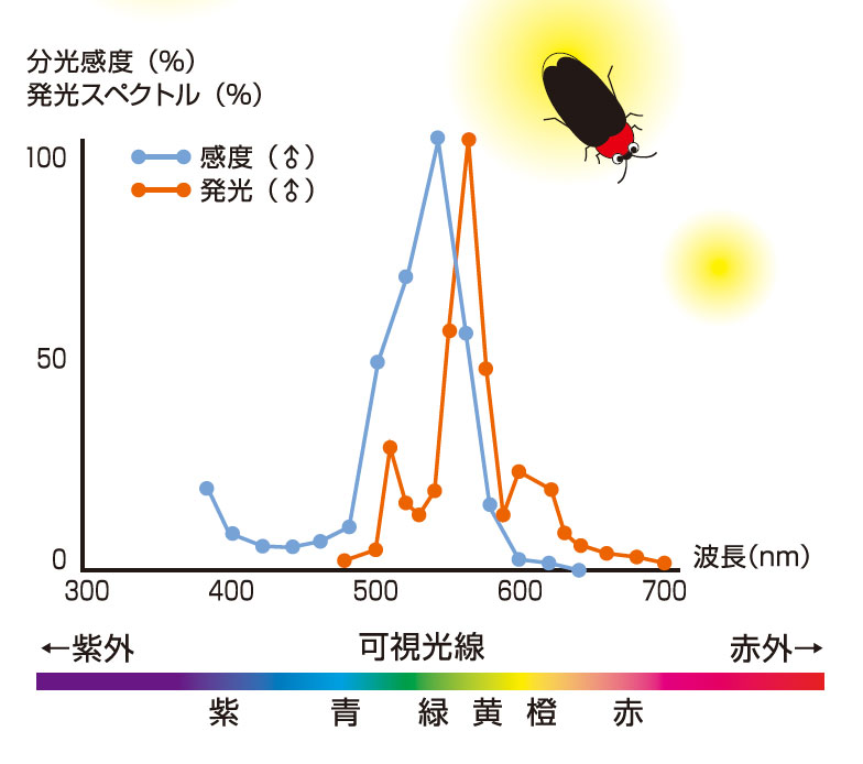 ホタルの光る仕組みの図