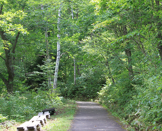 Forest Therapy Road