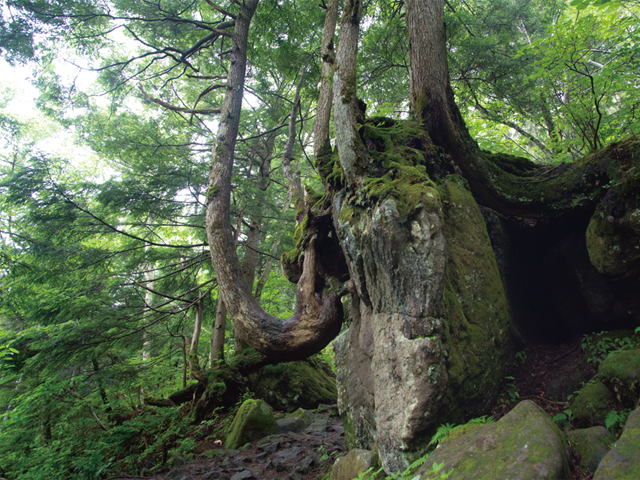 Primeval Forest