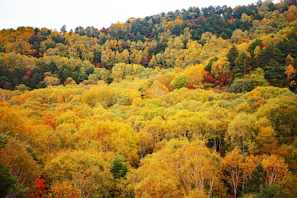 紅葉情報 上信越国立公園 志賀高原の公式サイト