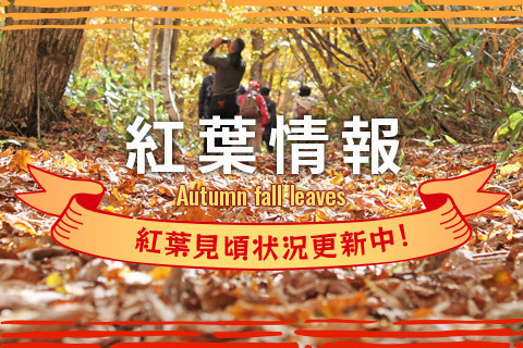 紅葉情報 上信越国立公園 志賀高原の公式サイト 紅葉情報 上信越国立公園 志賀高原の公式サイト