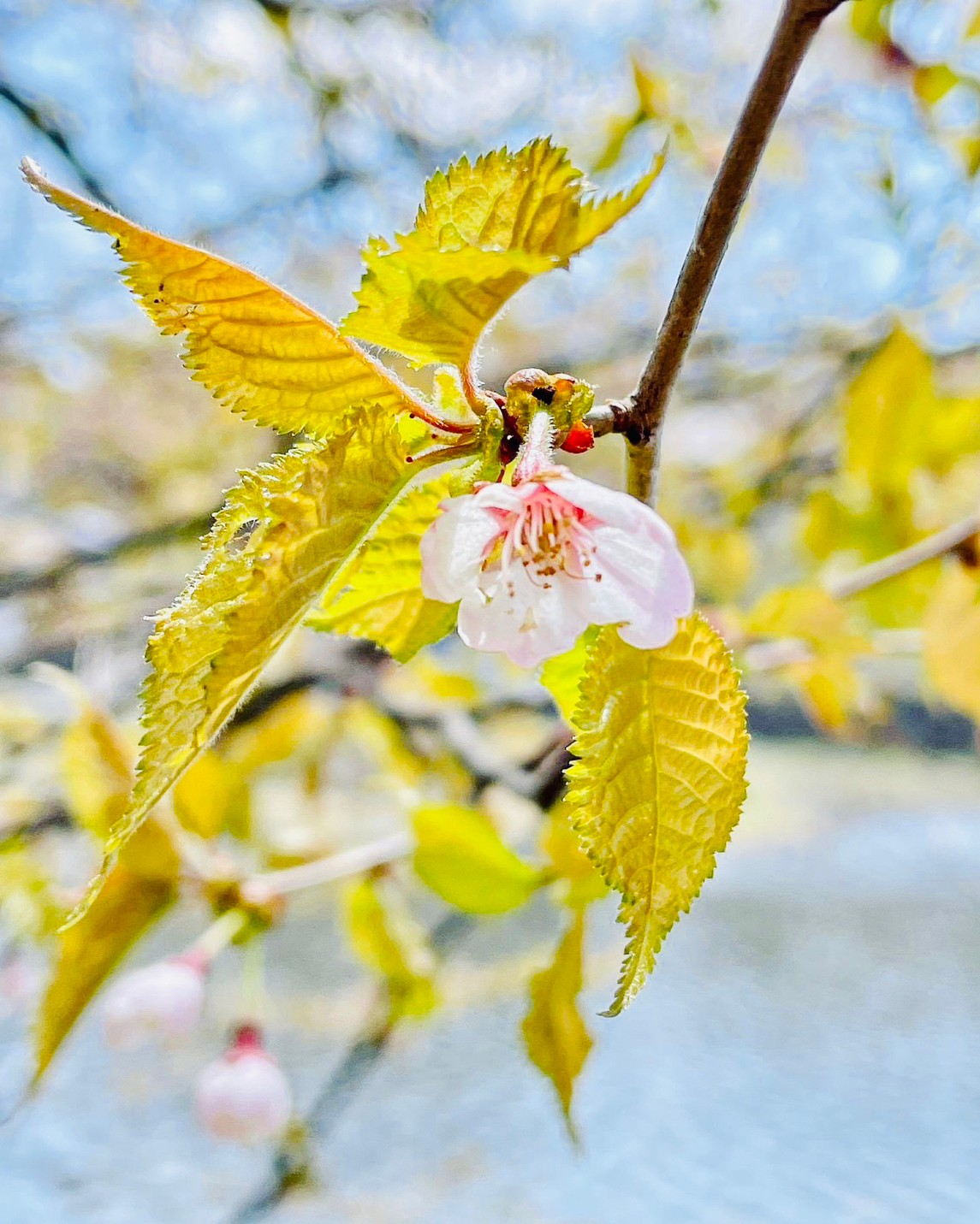 志賀高原にもようやく春の訪れ🎵春に見られる草花のご紹介