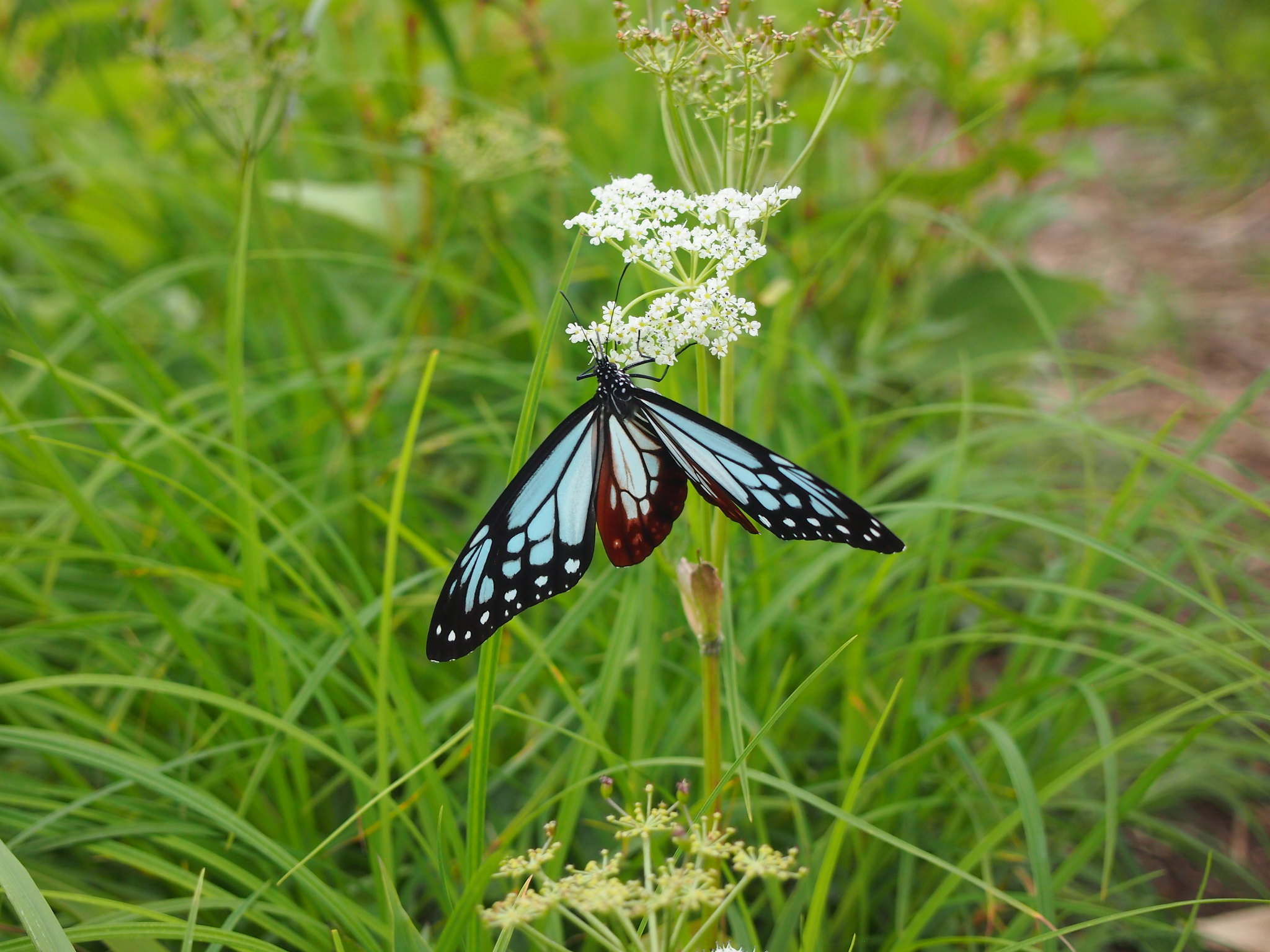 夏の志賀高原で見つけられる草花のご紹介