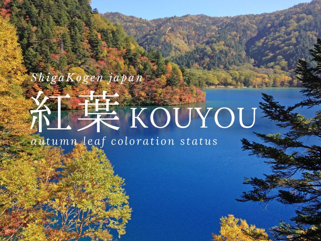 Autumn Leaves Information