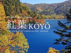 Autumn Leaves Information