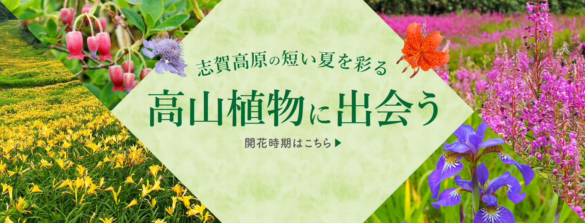 高山植物の開花