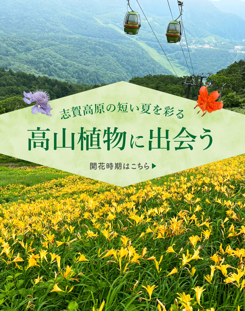 高山植物の開花