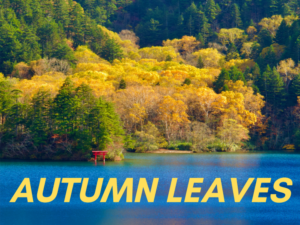 Golden Autumn Leaves Cover Shiga Kogen