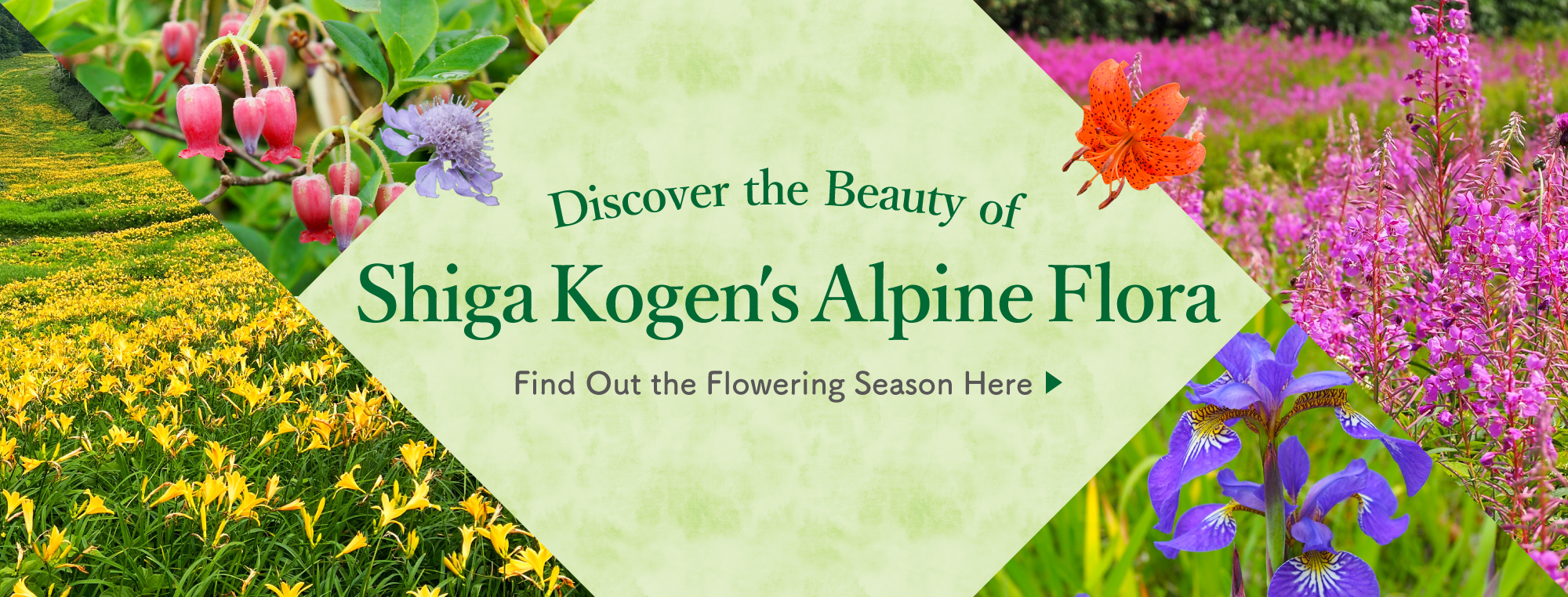 Discover the Beauty of Shiga Kogen's Alpine Flora
