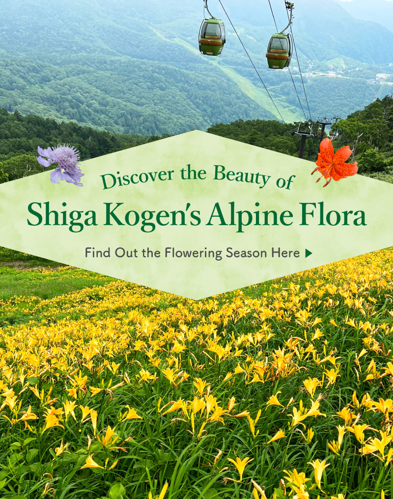 Discover the Beauty of Shiga Kogen's Alpine Flora
