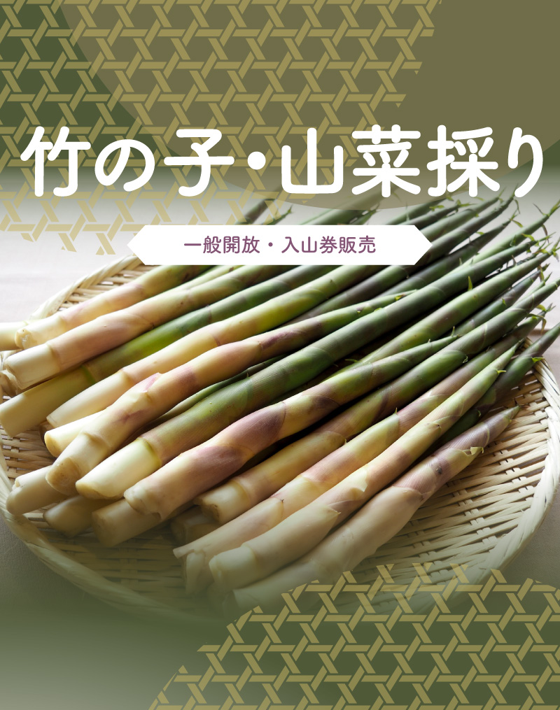 竹の子・山菜採り【一般開放・入山券販売】