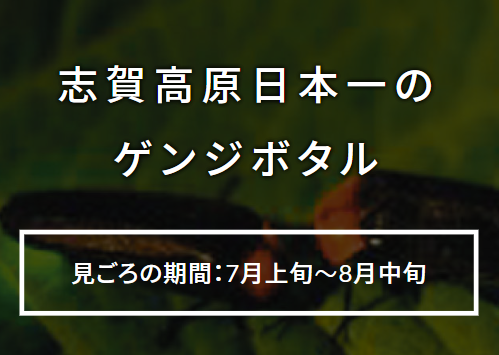 志賀高原石の湯のゲンジボタル