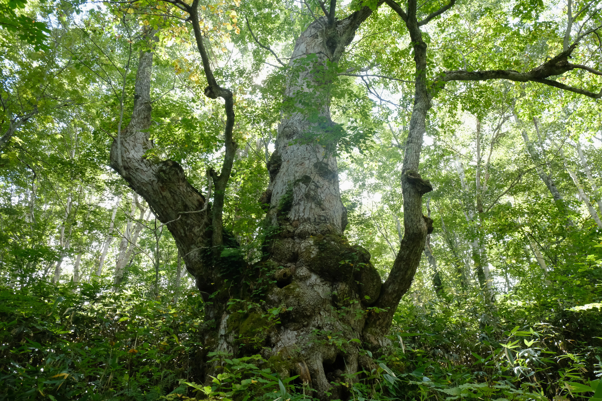 Giant Shinanoki Tree Trail