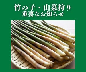 【重要なお知らせ】竹の子・山菜狩り 入山規制について