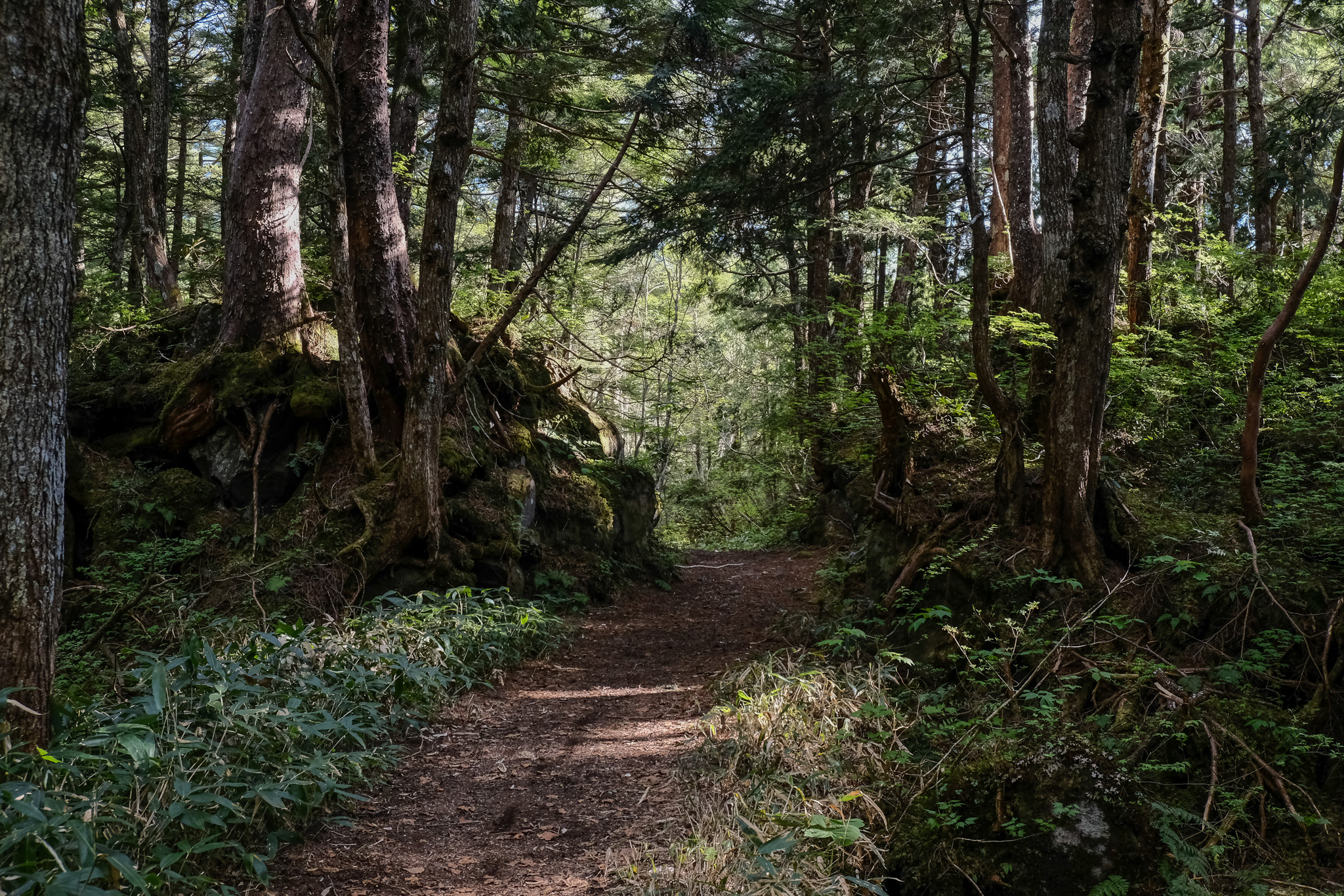 Walk through a primeval forest