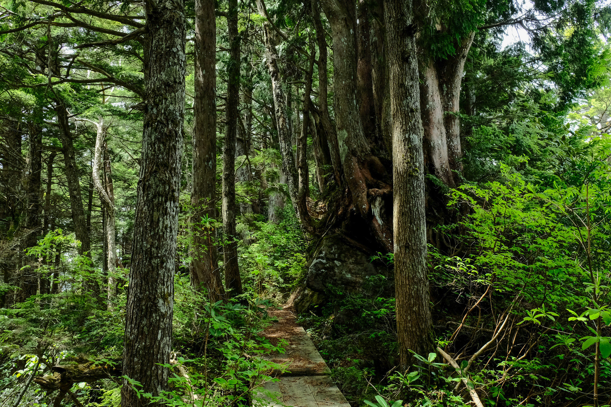 Magatama Hill Loop Trail